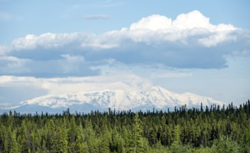 Taiga landscape with forest and high glaciated mountain peak, Wrangell Mountains, Alaska, USA