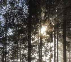 Spruce forest in morning fog with sunbeams, autumn, Mondseeland, Salzkammergut, Upper Austria,