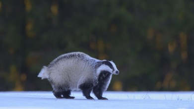 European badger (Meles meles), foraging in a snowy landscape in the last light, Swabian Alb