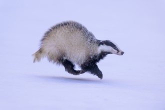 European badger (Meles meles), running in a snowy landscape, Swabian Alb biosphere reserve,
