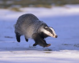 European badger (Meles meles), jumping in a snowy landscape in the last light, Swabian Alb