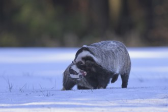European badger (Meles meles), playful fight in a snowy landscape in the last light, Swabian Alb