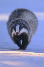 European badger (Meles meles), jumping in a snowy landscape in the last light, Swabian Alb