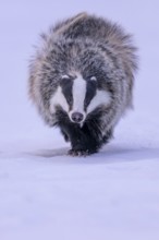 European badger (Meles meles), running in a snowy landscape, Swabian Alb biosphere reserve,