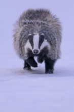 European badger (Meles meles), running in a snowy landscape, Swabian Alb biosphere reserve,