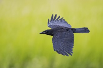 Corvus corone, close-up, view from above of flying adult bird with spread wings and visible plumage