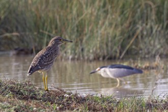 Night heron (Nycticorax nycticorax) Young bird standing on the shore of a water surface and