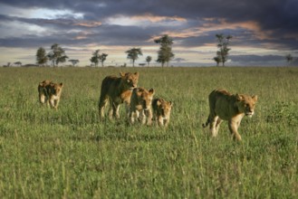 Lion (Panthera Leo), pride of lions with females and several cubs roaming the savannah in the