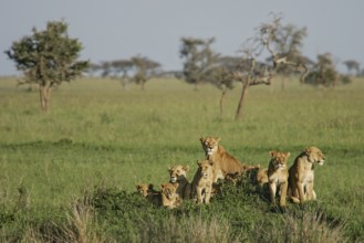 Lion (Panthera leo), pride with female and several cubs sitting together on a hill in the green