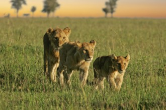 Lion (Panthera leo), close-up, female and two cubs walking one behind the other through the