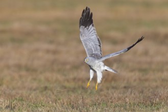 Hen harrier (Circus cyaneus), close-up, grey male takes off from a meadow with outstretched wings
