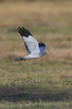 Hen harrier (Circus cyaneus), close-up, grey male flying with outstretched wings in a hunting