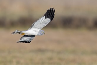 Hen harrier (Circus cyaneus), close-up, grey male flying with outstretched wings in a hunting