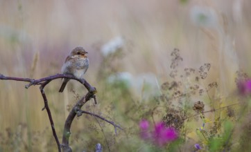 Red-backed shrike (Lanius collurio), young bird sitting with open beak on a branch surrounded by