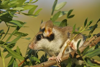 Garden dormouse (Eliomys quercinus), close-up, adult sits in a cute pose in bushes and looks with