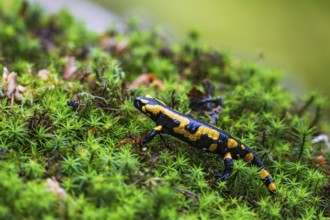 Fire salamander (Salamandra salamandra), close-up, running on the forest floor over a large area of