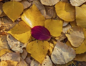 Bunch of leaves of colorful autumn leaves in the sun, mosaic of yellow poplar leaves covered by a