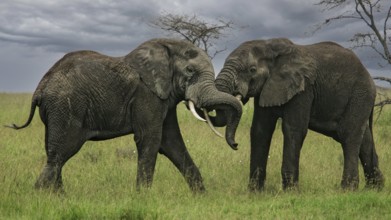 African elephant (Loxodonta africana), two fighting bulls with powerful tusks in savannah against a