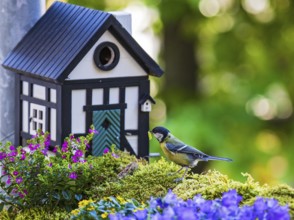 Great tit (Parus major), adult bird sitting with a green caterpillar in its beak in front of a