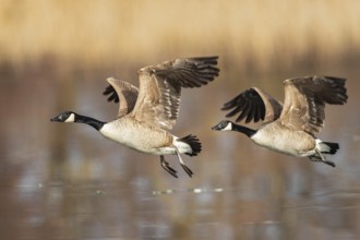 Canada goose (Branta canadensis), two birds with outstretched wings flying side by side over the