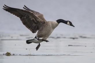 Canada goose (Branta canadensis), close-up, adult bird running with outstretched wings during