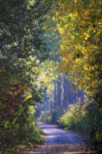 Small dirt road along poplar alley and reeds as well as colorful hedges in the sun with colorful