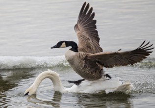 Canada goose (Branta canadensis), close-up, adult bird running with outstretched wings over the