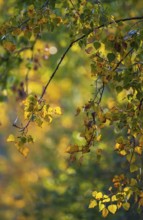 Colourful autumn leaves with yellow leaves of a poplar (Populus spec.) hanging on a branch in the