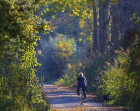 Female cyclist with dog cycling in the sun on a small cycle path along a poplar alley and reeds in