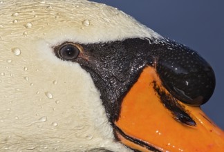 Mute swan (Cygnus olor), portrait and close-up of a male with a large hump on the orange beak and
