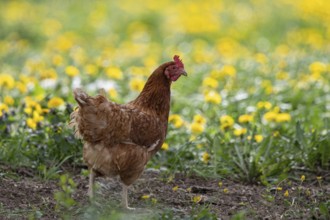 Domestic fowl (Gallus gallus domesticus), brown hen in free range runs through yellow flowering