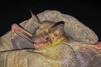 Greater mouse-eared bat (Myotis myotis), being held with open mouth and visible teeth as well as