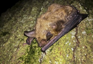 Greater mouse-eared bat (Myotis myotis), close-up, brown adult climbing on a tree trunk at night in