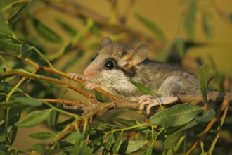 Garden dormouse (Eliomys quercinus), close-up, adult climbs relaxed and calm in a cute pose in