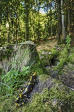 Fire salamander (Salamandra salamandra) sitting on a tree trunk and looking into a sunlit beech