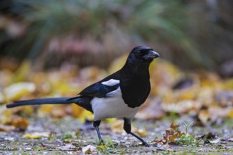 Magpie (Pica pica), adult bird foraging in colourful autumn leaves in Indian summer, Bavaria,