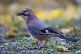 Eurasian jay (Garrulus glandarius), close-up, adult bird foraging in colourful autumn leaves,