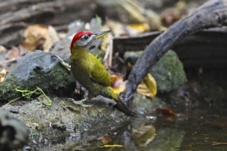 Burmese Green Woodpecker (Picus viridanus), close-up, male sitting at a waterhole, Kaeng Krachan