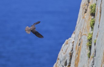 Eleonora's falcon (Falco eleonorae), male of the light-coloured morph flies acrobatically in front