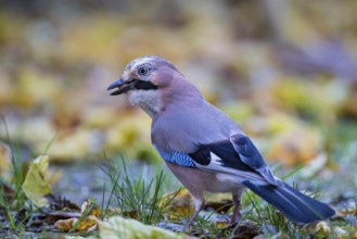 Eurasian jay (Garrulus glandarius), close-up, adult bird with a nut in its beak foraging in