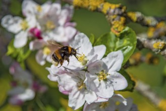 Ground bumblebee (Bombus terrestris) flies and hovers in front of white blossom and collects nectar