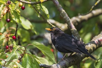 Blackbird (Turdus merula), close-up of a male sitting on a branch in a cherry tree with ripe and