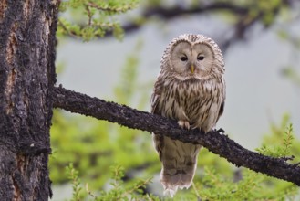 Ural owl (Strix uralensis), adult bird in taiga sitting on a branch in boreal larch forest,
