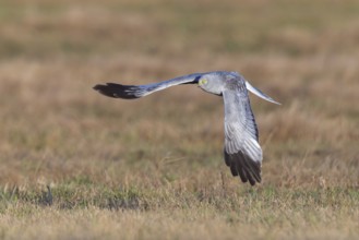 Hen harrier (Circus cyaneus), close-up, grey male flying with outstretched wings in a hunting