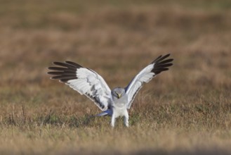 Hen harrier (Circus cyaneus), close-up, grey male lands with outstretched wings in a hunting flight