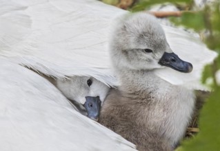 Mute swan (Cygnus olor), close-up, two chicks sitting close together under white wing feathers in