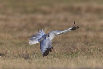 Hen harrier (Circus cyaneus), close-up, grey male flies with outstretched wings and erect tail