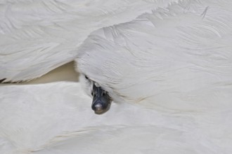 Mute swan (Cygnus olor), close-up, young bird sitting cosily in its mother's plumage and hiding