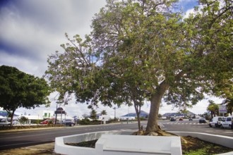Large tree stands in the middle of a quiet urban street scene, Yaiza Lanzarote