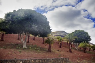 Landscape with trees and palm trees on red soil under a cloudy sky, Yaiza Lanzarote
